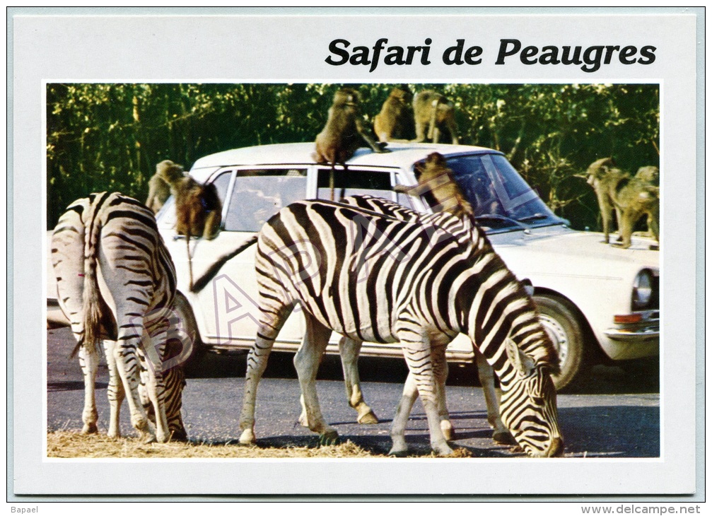 Peaugres (07) - Safari Parc Du Haut Vivarais - Singes En Liberté Et Zèbres - Zèbres