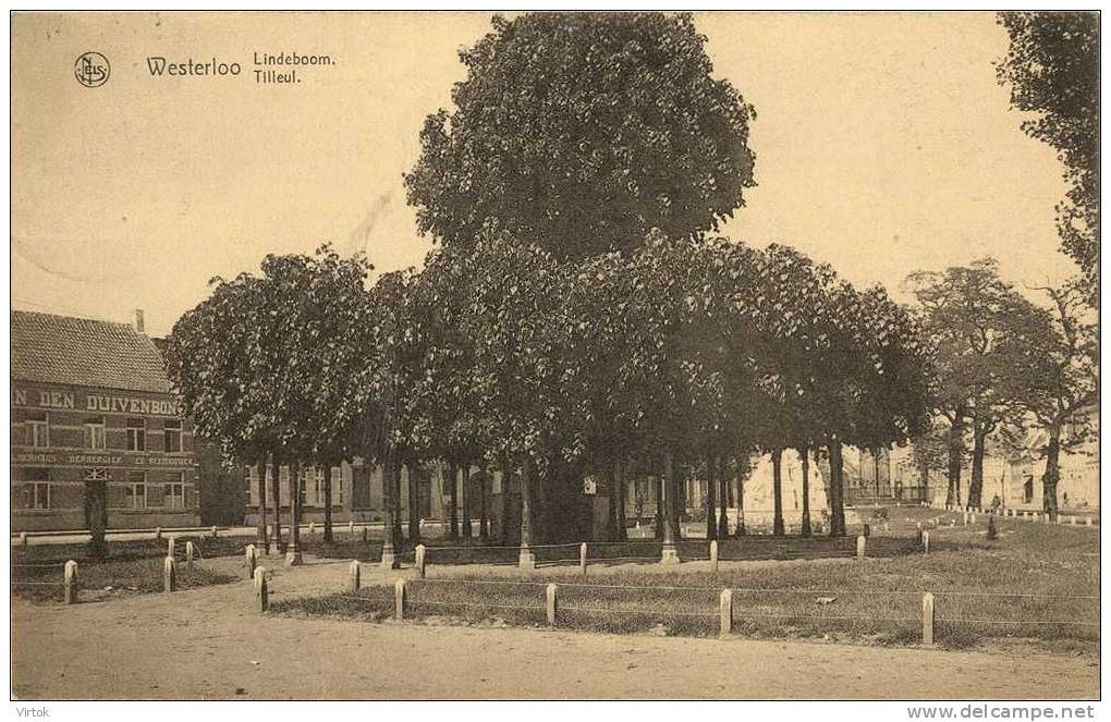 Westerloo : Lindenboom  ( Uitg. Geerts-Berghmans  ( Geschreven Zonder Zegel ) - Westerlo