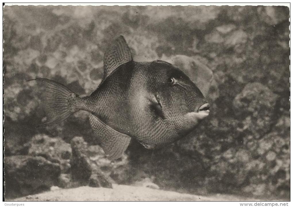 Musée De La Mer. Biarritz.- Baliste . Balistes Capriscus - Pescados Y Crustáceos