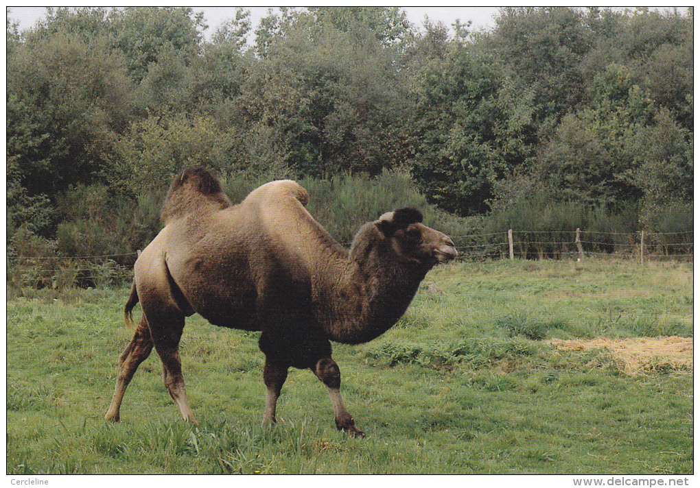 CPSM CHAMEAU PARC ANIMALIER SAINT MARTIN MONTAIGU LA BRISETTE VALOGNES MANCHE - Other & Unclassified