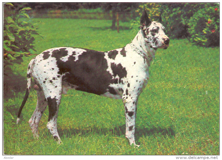 Great Dane  Grand Danois  Dogge  Dogue  Allemand   Hunde, Cane  Old Dog Postcard. Cpa. - Dogs