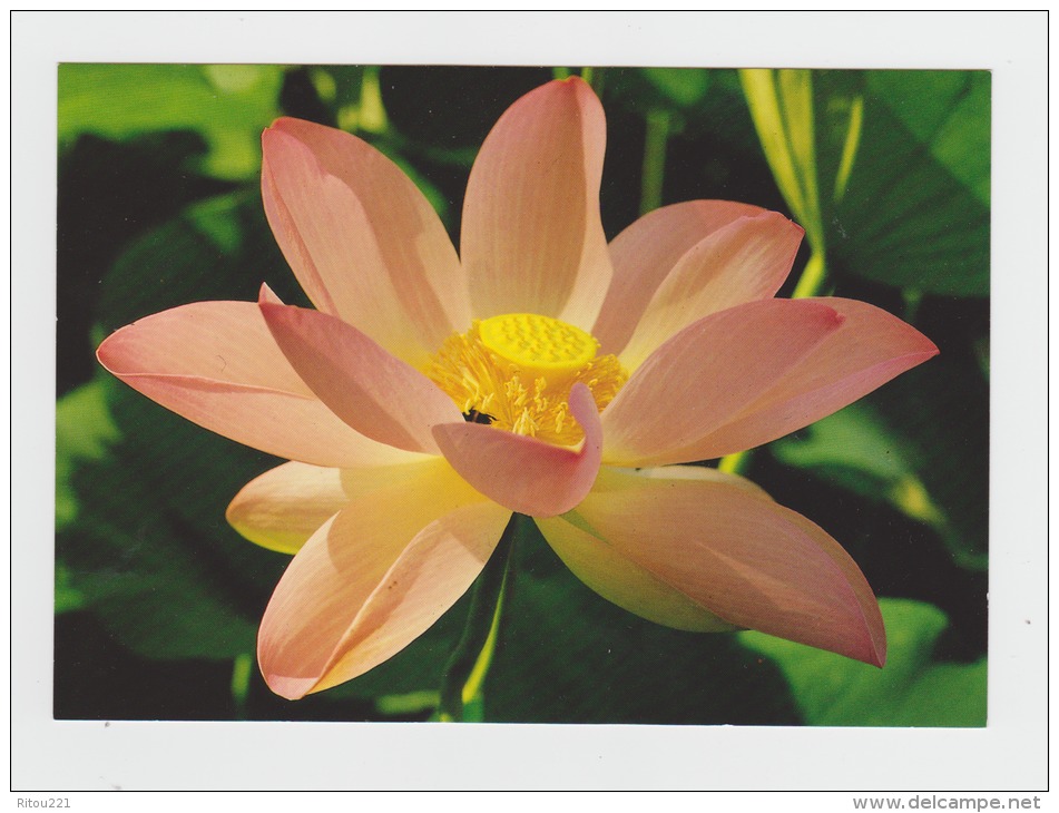 32 - Barbotan Les Thermes - Fleur De Lotus - Insecte Abeille - - Insects