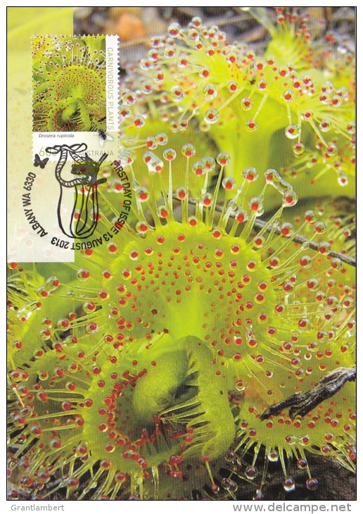 Australia 2013 Carnivorous Plants 60c D. Rupicola Maximum Card - Maximum Cards