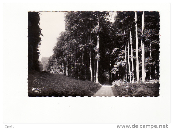 Carte 1950 BELLENCOMBRE / LA LIGNE DES LIMOUSINS (arbres) - Bellencombre