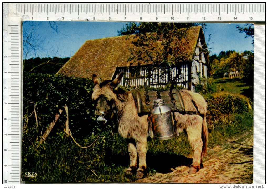 ANE  - Le Transport Du Lait  -  Charmes Et Couleurs De La Normandie - Burros