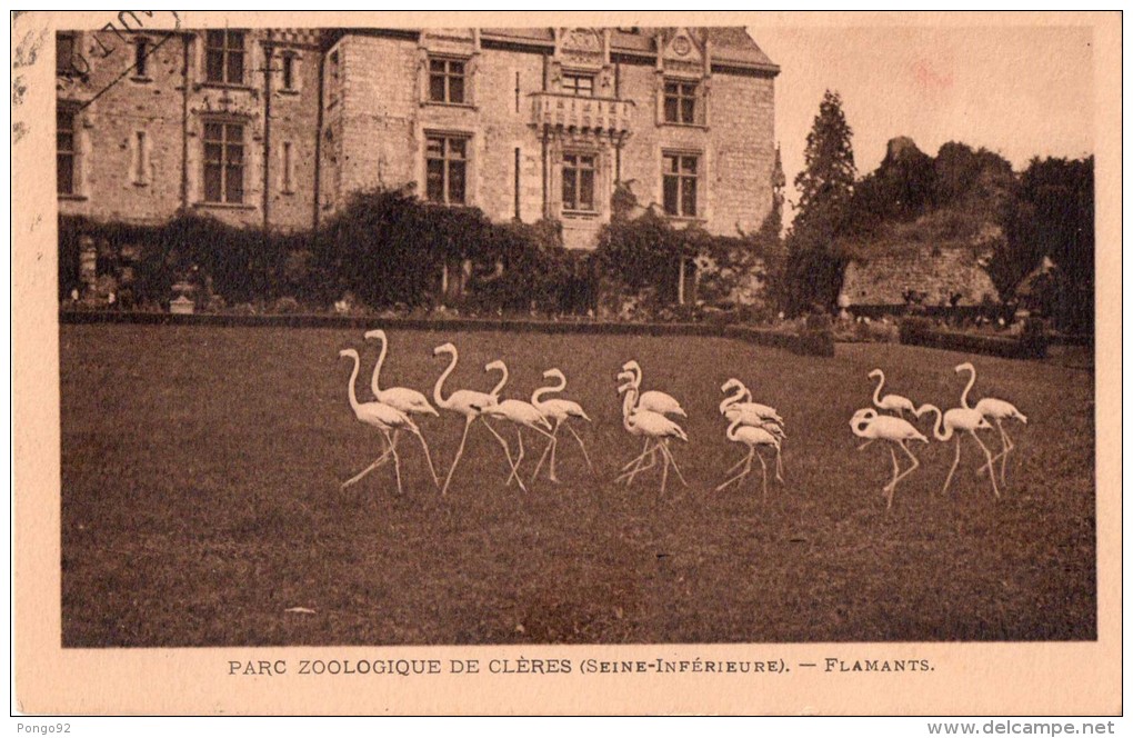 Cpa Parc Zoologique De CLERES (seine Mme), Les Flamants (21.19) - Clères