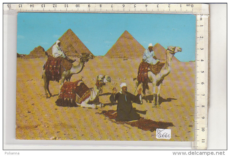PO2066C# EGITTO - EGYPT - GYZA - CAMMELLIERI ARABI   VG 1982 - Gizeh