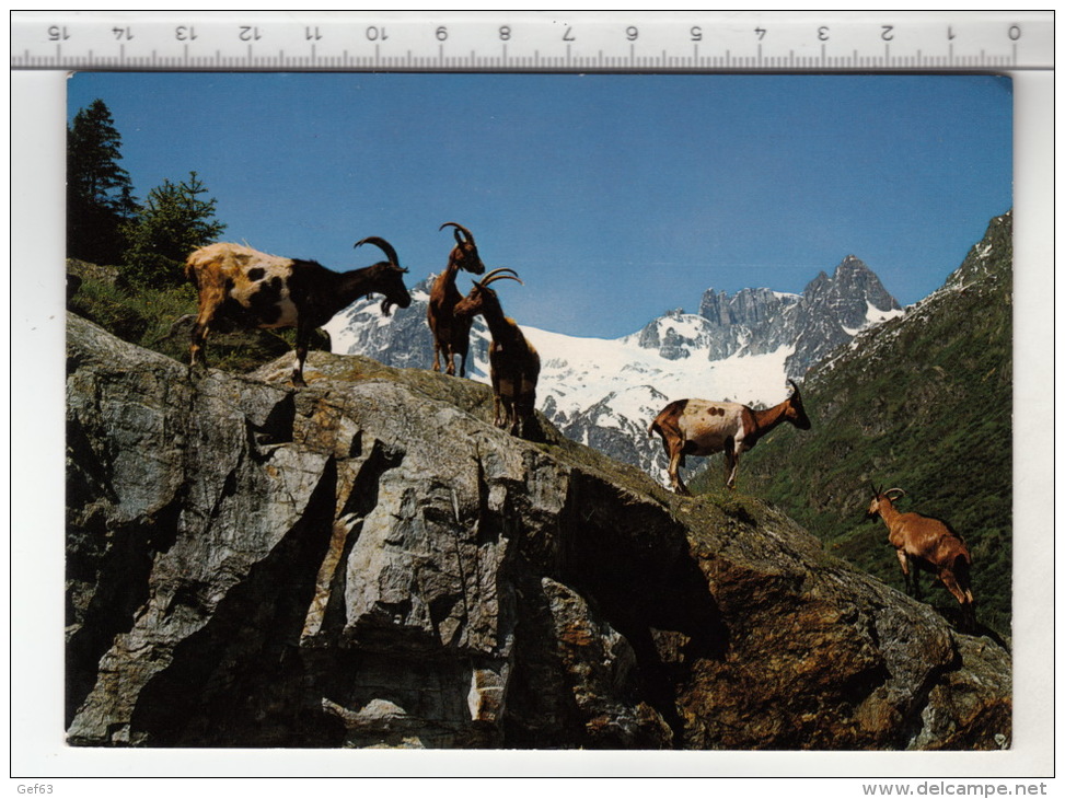 Ziegen Auf Der Alp ° Chèvre / Ziege / Goat / Capra - Autres & Non Classés