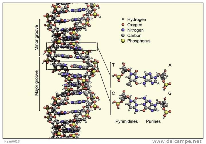 [NZ08-101  ]    Chemistry Gene DNA Biochemistry, Postal Stationery --Articles Postaux -- Postsache F - Chimie