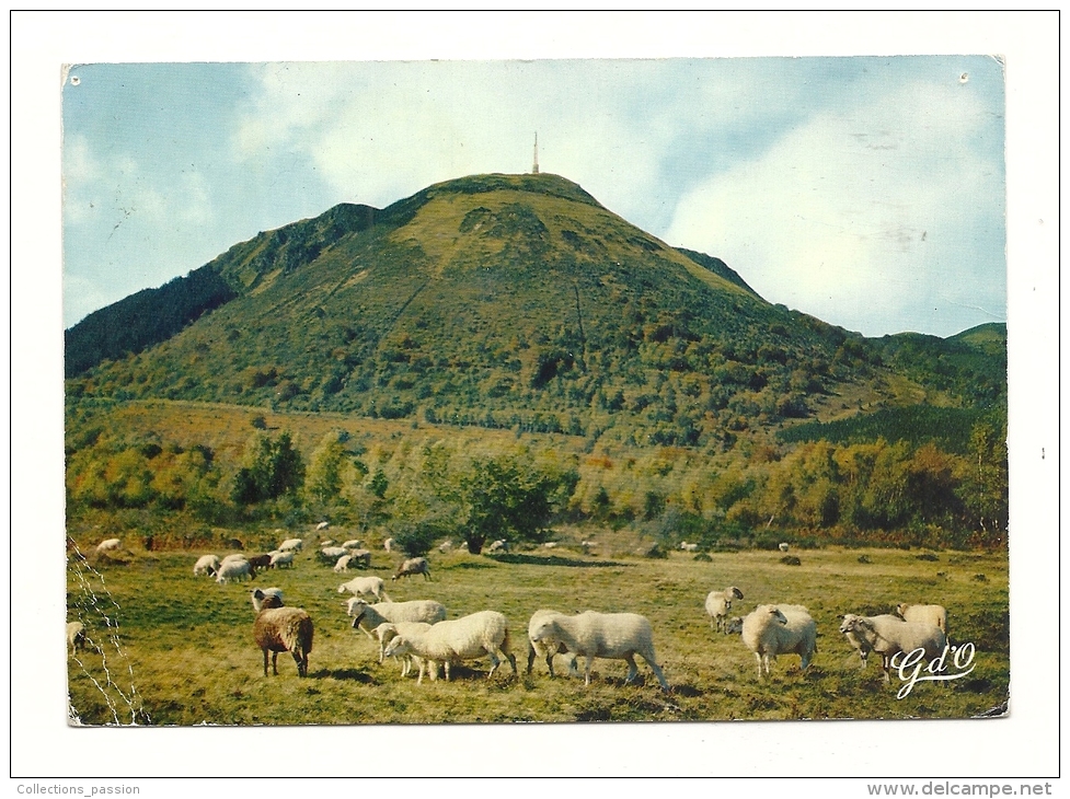 Cp, Agriculture, Le Puy De Dôme, Moutons Au Pâturage, Voyagée 1967 - Crías