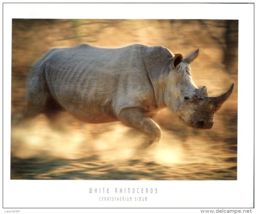 (140)   White Rhinoceros - Blanc - Rhinoceros