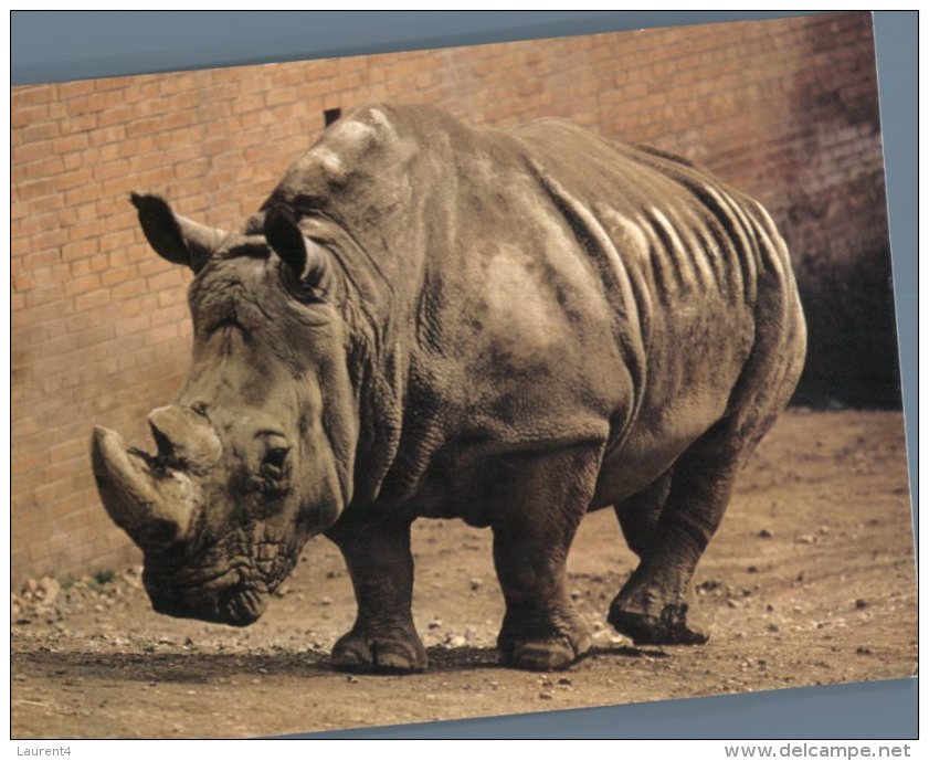 (140)   Rhinoceros - - Rhinozeros