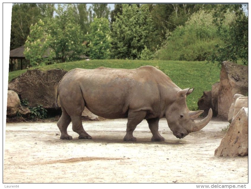 (140)   Rhinoceros - - Rhinoceros