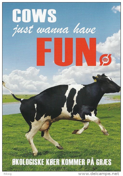 Cows Want To Have Fun. Denmark  A-2884 - Koeien