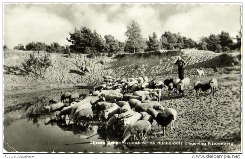 Rijssen - Schaapskudde Bij De Drinkplaats Omgeving Friezenberg - & Sheep - Sonstige & Ohne Zuordnung