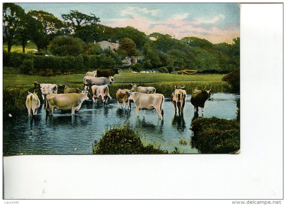 (963) Australia - Old Poscard - Cow In River - Sent To Gawler Sth ? - Outback