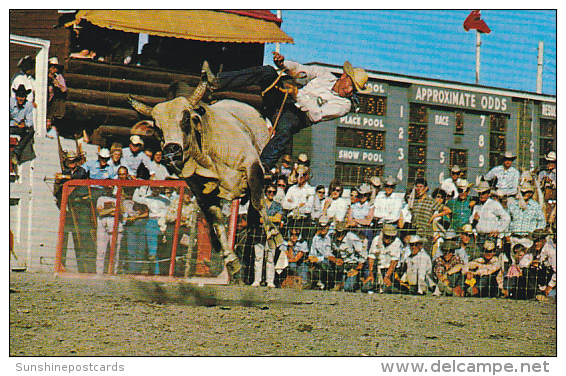 Canada Brahma Bull Riding Calgary Stampede Calgary Alberta - Calgary