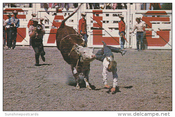 Canada Junior Steer Riding Calgary Stampede Calgary Alberta - Calgary