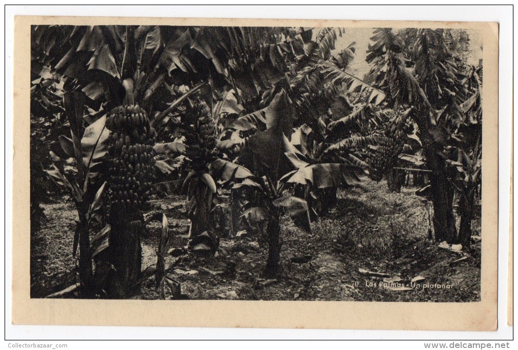 Canarias Las Palmas Bananas Antigua Tarjeta Postal Vintage Original Postcard Cpa Ak (W3_2759) - La Palma