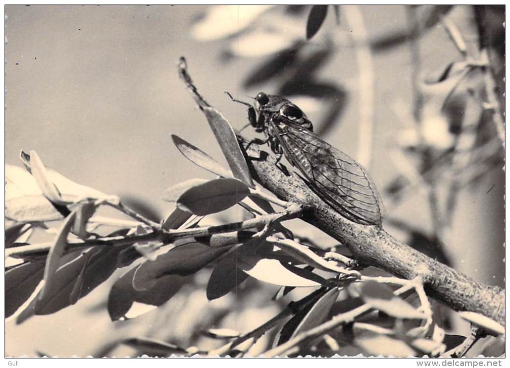 Région Les BELLES IMAGES De PROVENCE La Cigale  (Zoologie Insecte) (Ed : Photo D'Art De PROVENCE Carpentras ) *PRIX FIXE - Provence-Alpes-Côte D'Azur