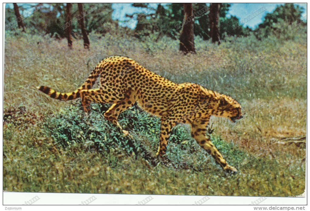 AFRICA, CHEETAH,UGANDA Stamp,2 Stams Bird, Vintage Old Postcard - Uganda (1962-...)