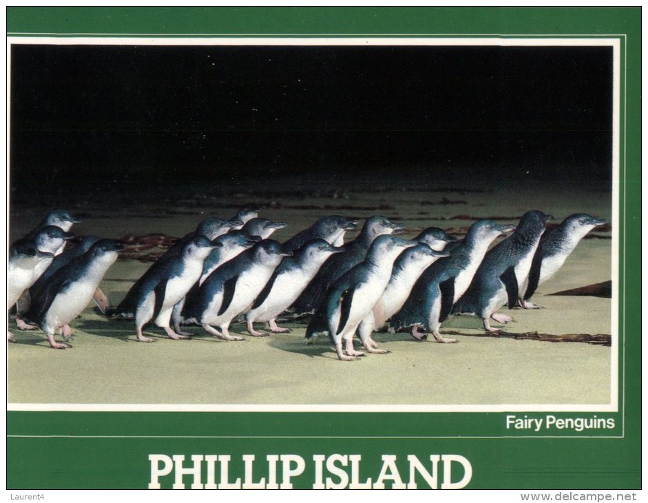 (861) Australia - VIC - Phillip Island Penguin Parade - Mornington Peninsula