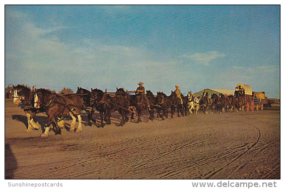 Canada 22 Clydesdales Percherons And Belgians Pulling Freight Wagon Western Development Museum Saskatchewan - Autres & Non Classés