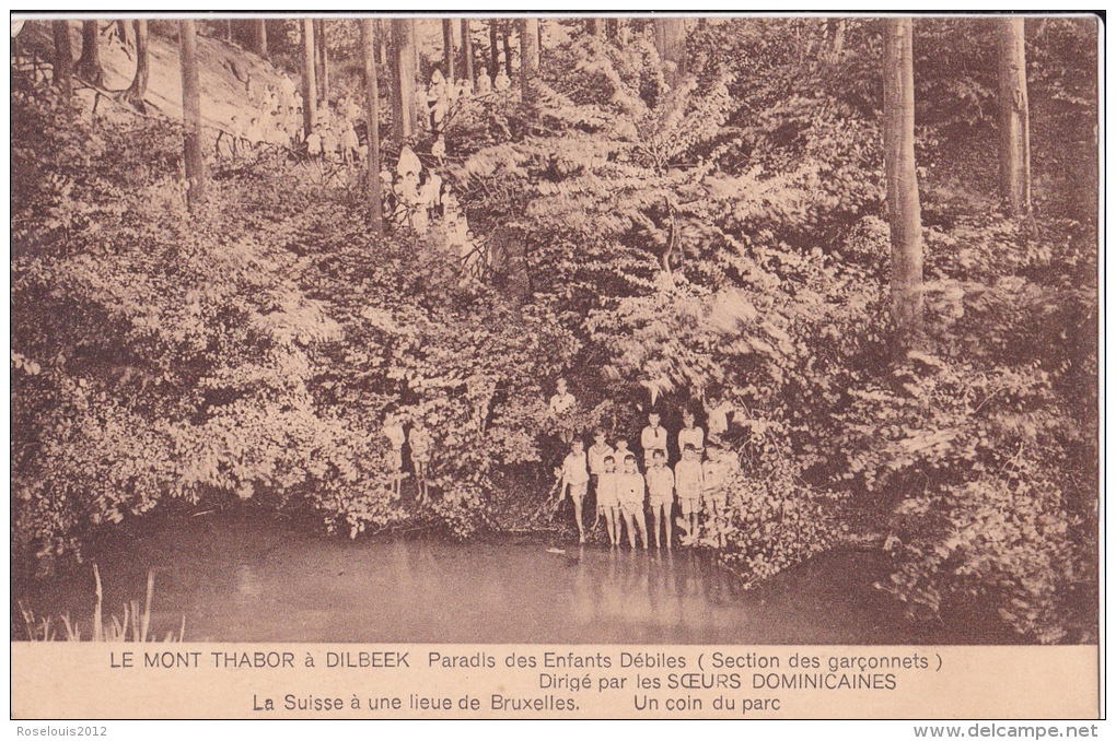 DILBEEK : Le Mont Thador - Un Coin Du Parc - Dilbeek