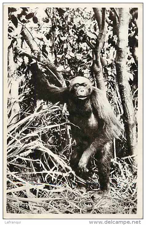 Cameroun - Ref 291- Compagnie Zoologique De Yaoundé - Zoo -singe -theme Singes -gorille - Carte Bon Etat  - - Cameroun