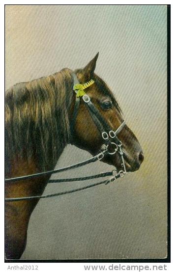 Litho Pferd Cheval Horse Cavallo Painted Pinx. 25.11.1912 Von Eupen Nach Kettenis Belgien - Chevaux