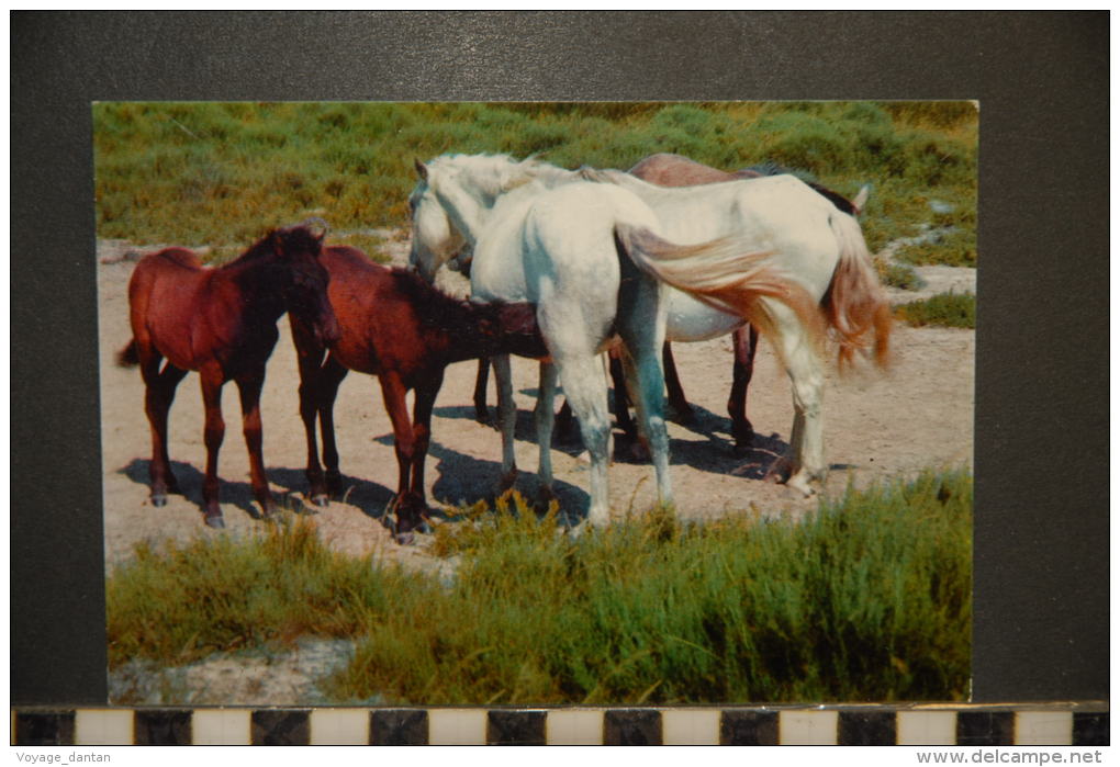 ANIMAUX  CHEVAL   LA CAMARGUE ET SES CHEVAUX SAUVAGES   NON VOYAGEE - Chevaux