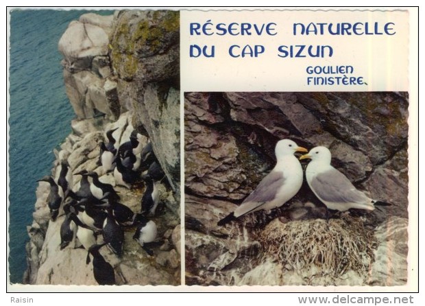 Sizun Réserve Naturelle Du Cap Sizun  En  Goulien  Colonie Guillemots De Troïl  Couple Mouettes Tridactyles  BE - Sizun