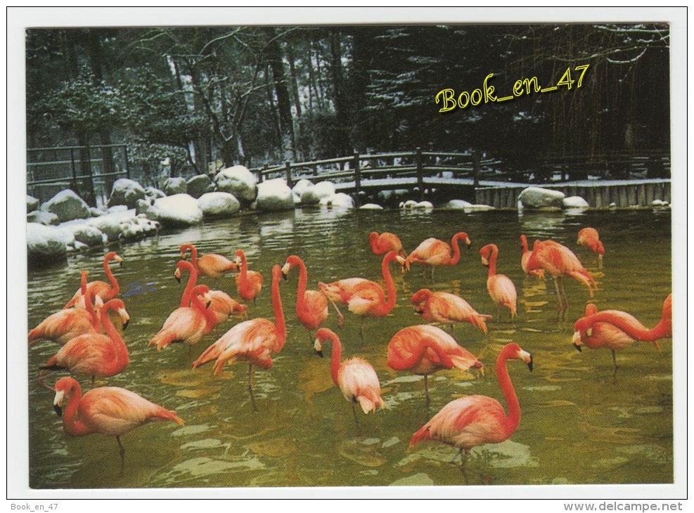 {40644} 17 Charente Maritime Zoo De La Palmyre , Flamants Roses De Cuba - Vogels