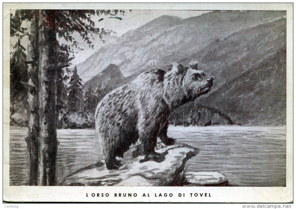 L'orso Bruno Al Lago Di Tovel - Osos