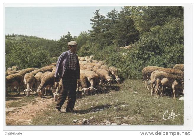 ANIMAUX  L 3  /   MOUTON     CPM / CPSM  10 X 15 - Autres & Non Classés