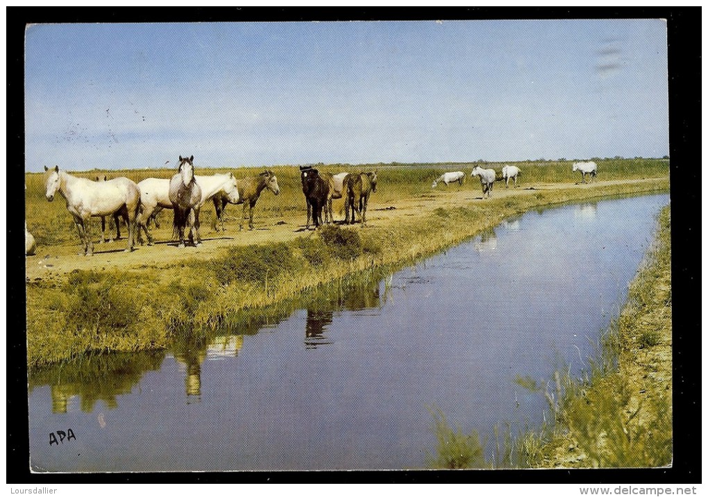 Carte Postale   CHEVAUX EN CAMARGUE - Pferde