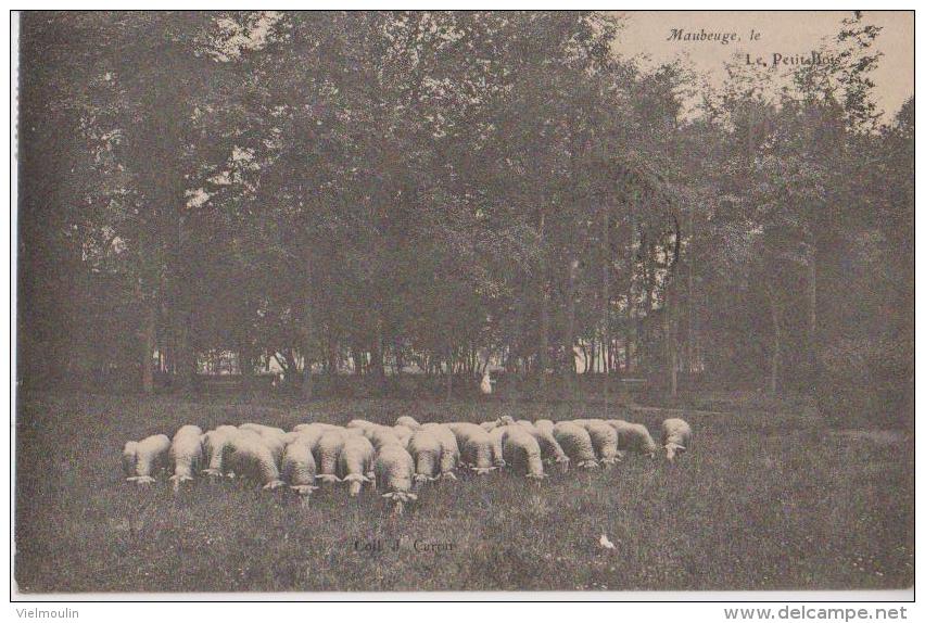 MAUBEUGE 59 LE PETIT BOIS TROUPEAU DE MOUTONS BELLE CARTE ANIMEE RARE !!! - Maubeuge