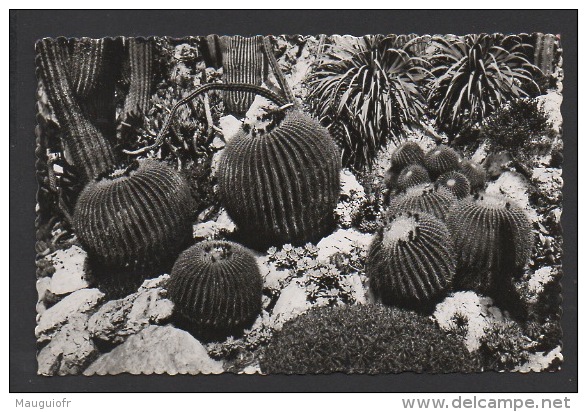 DF / MONACO / JARDIN EXOTIQUE / CACTUS , LES COUSSINS DE BELLE-MERE - Jardin Exotique