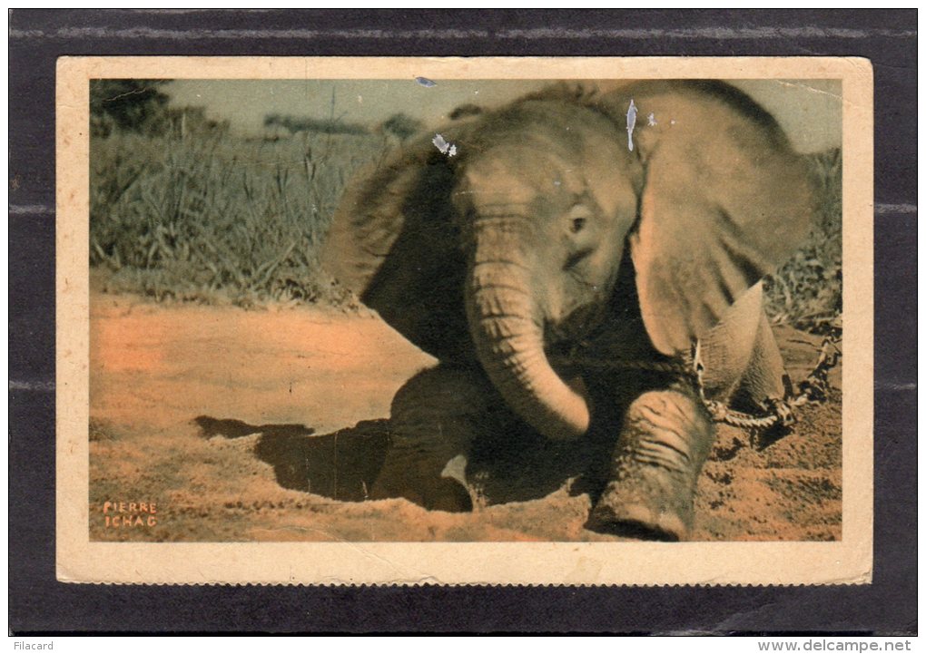 43602    Ciad,   Un  Jeune  Elephant  Du  Tchad,  VGSB - Tchad
