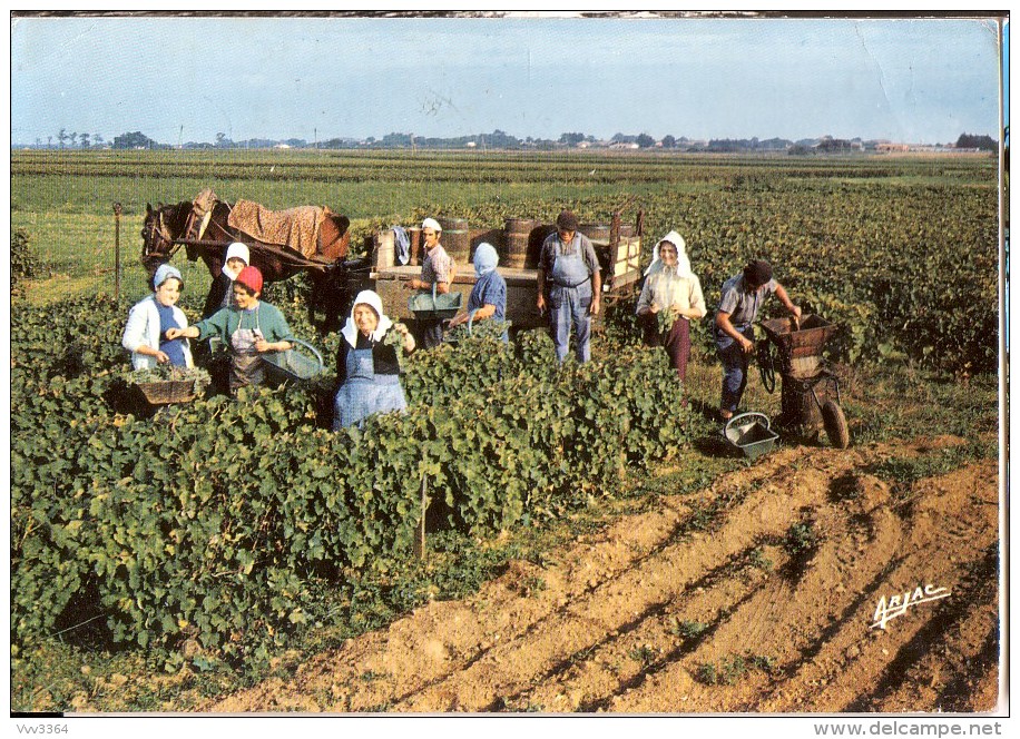 ILE D'OLERON: Les Vendanges En Oléron - Ile D'Oléron