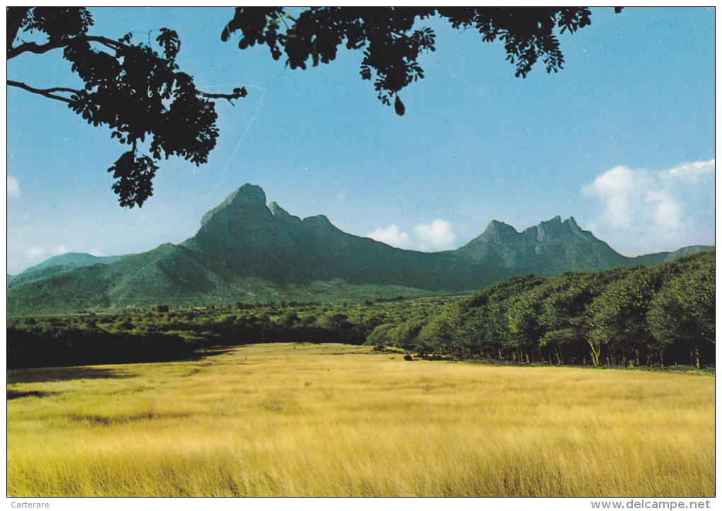 ILE MAURICE,MAURITIUS,archipel Des Mascareignes,océan Indien,ile Volcanique,montagne,prair Ie,photo Schall - Autres & Non Classés