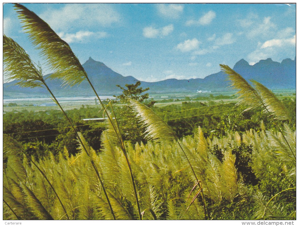 ILE MAURICE,MAURITIUS,archipel Des Mascareignes,océan Indien,ile Volcanique,FLEURS DE CANNES,pouce,pieterboth - Otros & Sin Clasificación