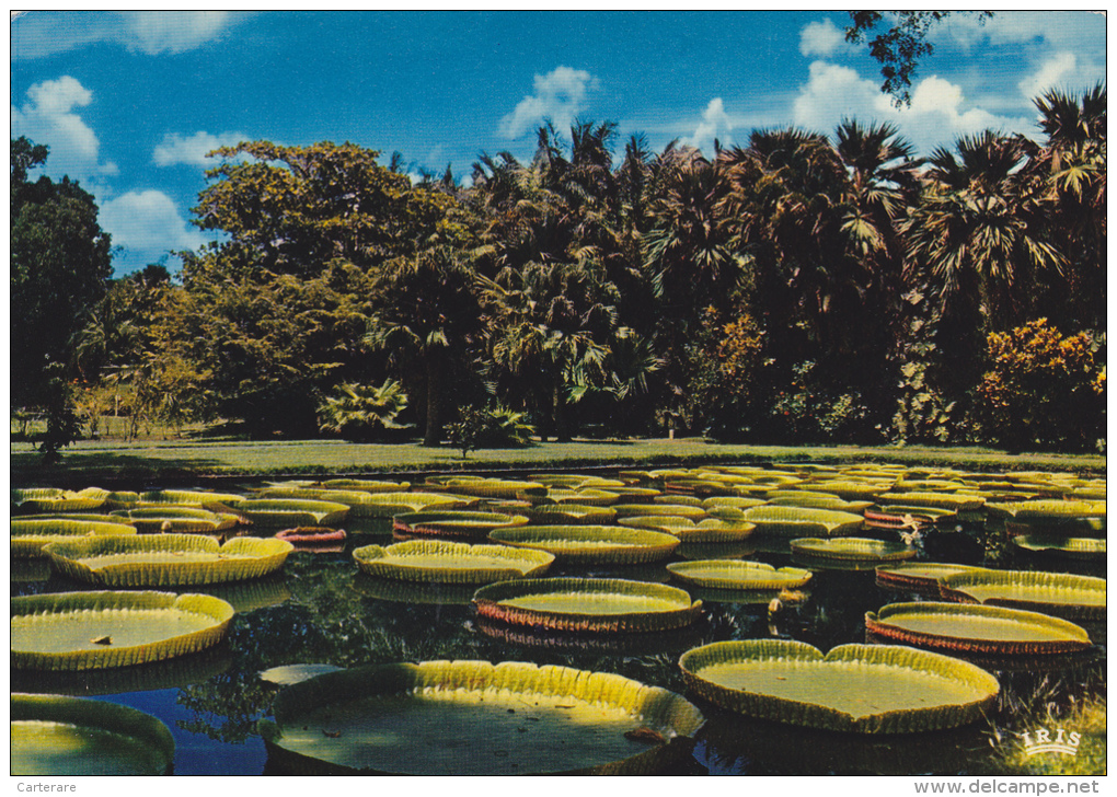 ILE MAURICE,MAURITIUS,archipel Des Mascareignes,océan Indien,ile Volcanique,PAMPLEMOUSSE,J ARDINS - Autres & Non Classés