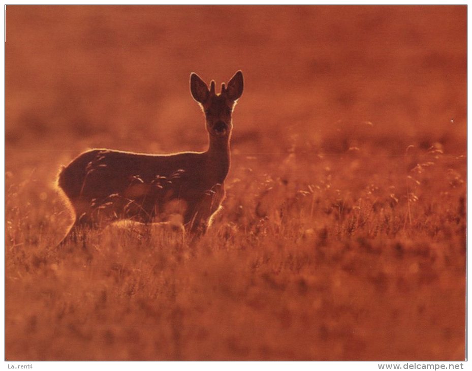 (310) Gazelle Ou Biche - Deer - Insectes