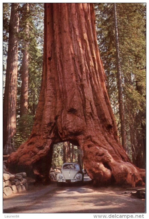 (536) USA - Car Passing Under Tree In Yosemite National Park - - Voitures De Tourisme