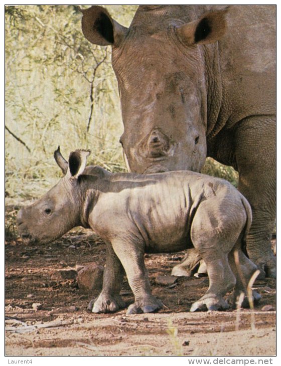 (602) Rhinoceros And Baby - Rhinozeros