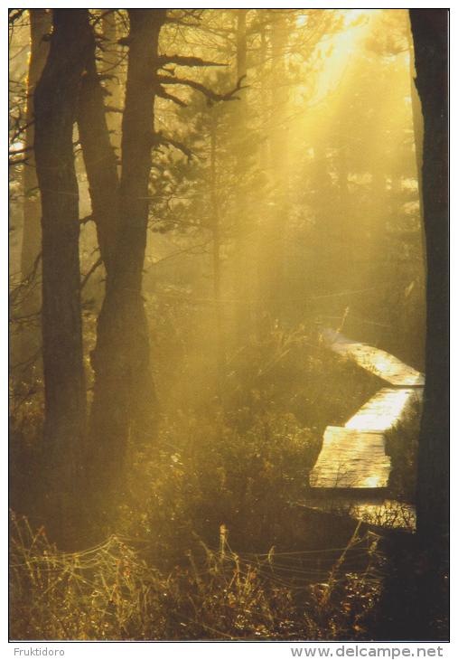 Finland Postcard Forest At Sunrise - Trees * * - Enteros Postales