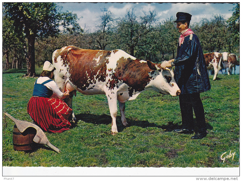 NORMANDIE Fermière Et Son Joug, La Traite, Groupe De Pont -D´Ouilly (14), Blaudes Et Coëffes, Seau, Vaches, Pommiers - Costumi