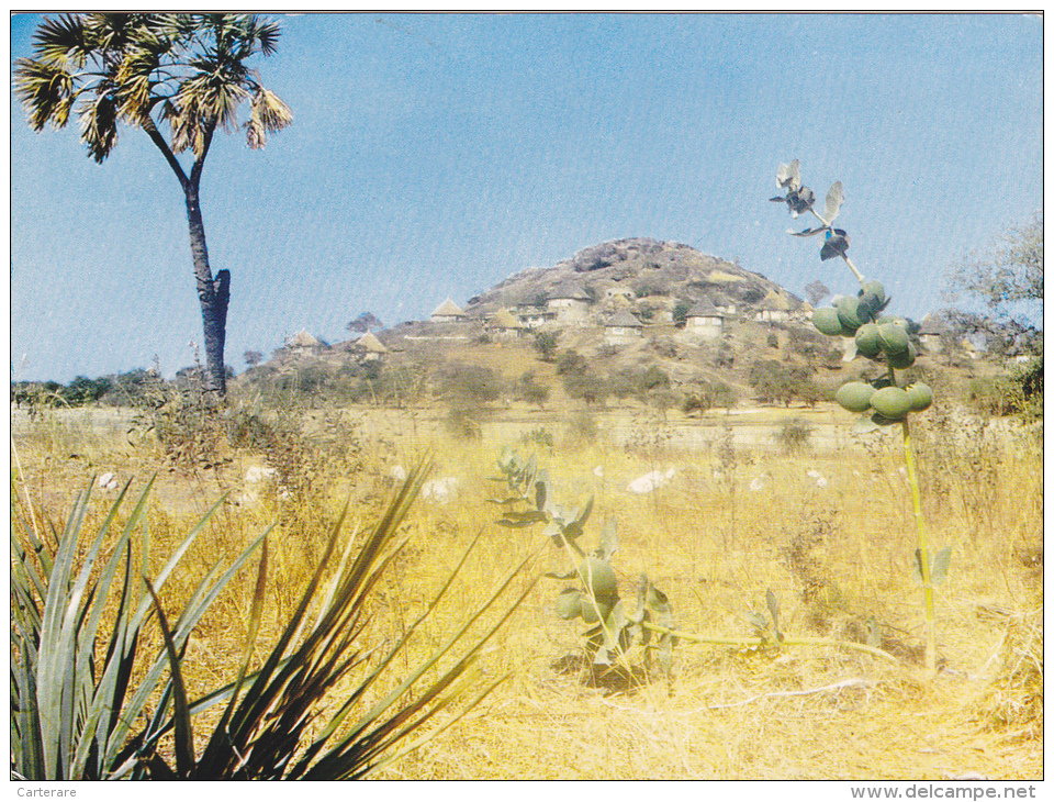 AFRIQUE NOIRE,AFRICA,AFRIKA,CAMEROUN,CAMEROON,CAMPEMENT DE WAZA,PARC NATIONAL,FAUNE - Camerún