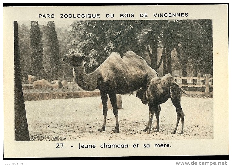 JEUNE CHAMEAU ET SA MERE N°27 Parc Zoologique Du Bois De Vincennes - Animali
